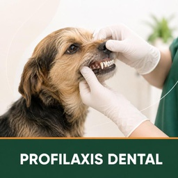 PROFILAXIS DENTAL 0-5 KGS